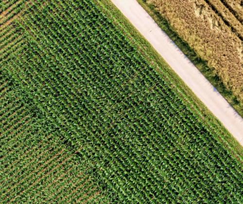 birds eye view of crops in a field