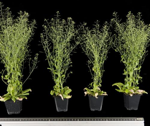Arabidopsis plants