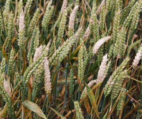 Wheat infected with Fusarium