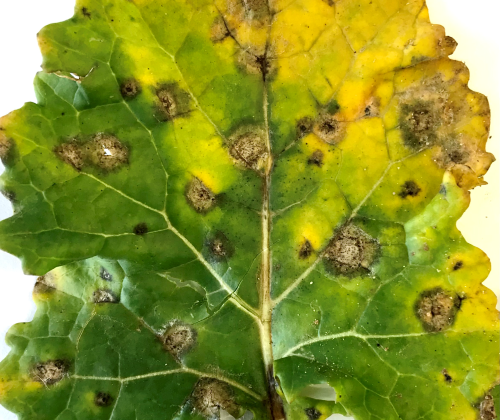 phoma