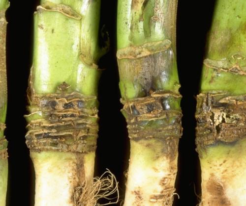 Stem canker in oilseed rape 